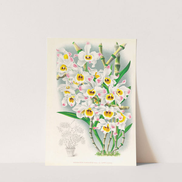 Dendrobium wardianum by Jean Jules Linden
