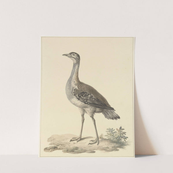 Denhams trap (Neotis denhami) by Pieter Pietersz. Barbiers