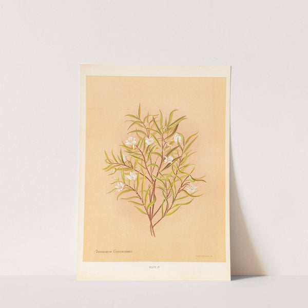 Denrobium Cunninghamii by Georgina Burne Hetley