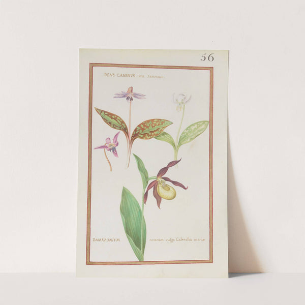 Dens caninus seu satirium ; damazonium notatum vulgo calceolus mariae (1624) by Daniel Rabel