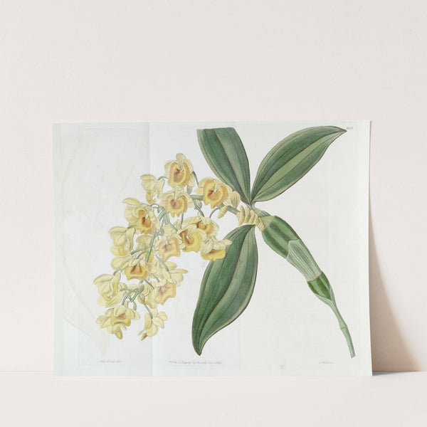 Dense-flowered Dendrobium by Sydenham Edwards