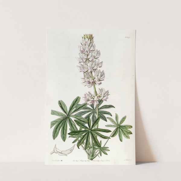 Dense-flowered Lupin by Sydenham Edwards
