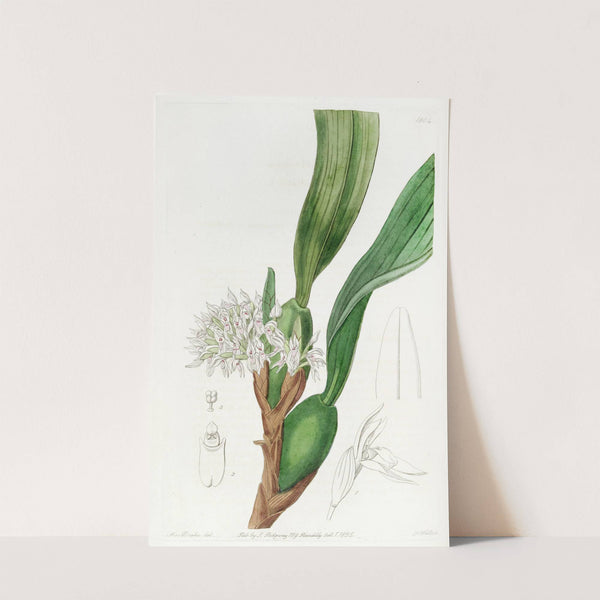 Dense-flowered Maxillari by Sydenham Edwards