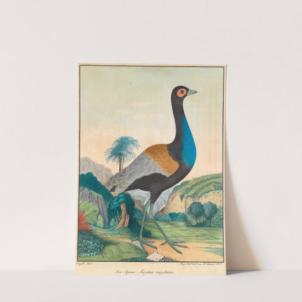 Der Agami by Aloys Zötl