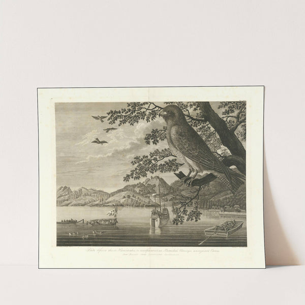 Der Bisago oder Iapanische Fischfalke. (1813) by Wilhelm Gottlob Tilesius von Tilenau