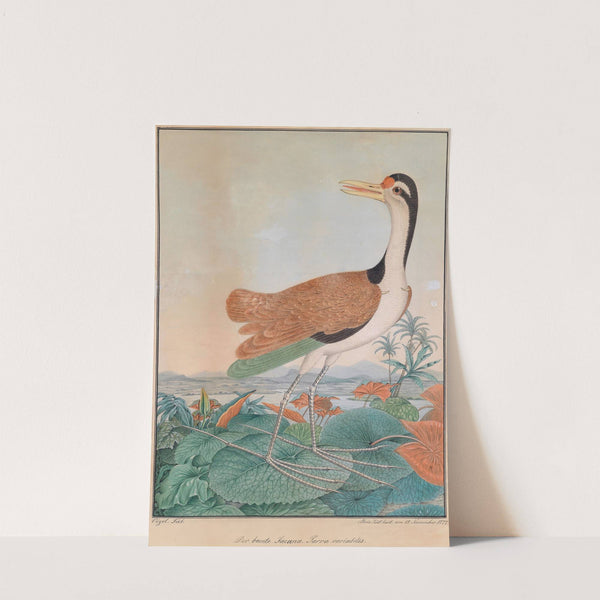 Der bunte Jacana by Aloys Zötl