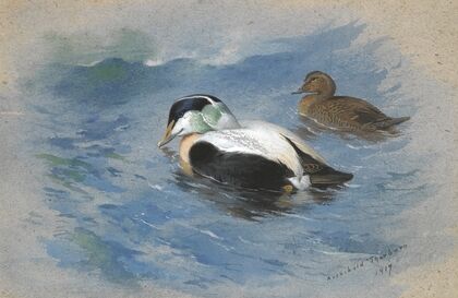 A Pair Of Eider Ducks (1917)