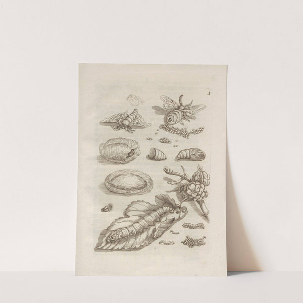 Der Raupen wunderbare Verwandelung und sonderbare Blumen-Nahrung Pl.002 (1679-1683) by Maria Sibylla Merian