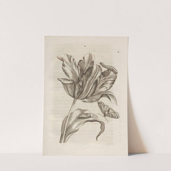 Der Raupen wunderbare Verwandelung und sonderbare Blumen-Nahrung Pl.003 (1679-1683) by Maria Sibylla Merian