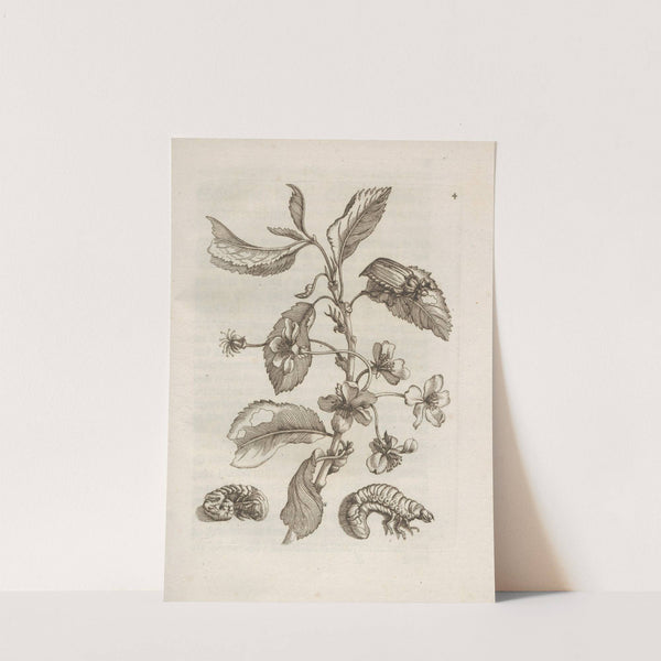 Der Raupen wunderbare Verwandelung und sonderbare Blumen-Nahrung Pl.005 (1679-1683) by Maria Sibylla Merian