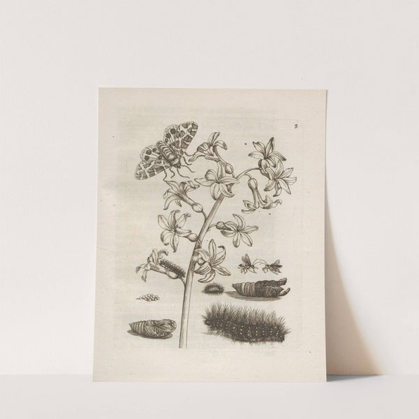 Der Raupen wunderbare Verwandelung und sonderbare Blumen-Nahrung Pl.006 (1679-1683) by Maria Sibylla Merian