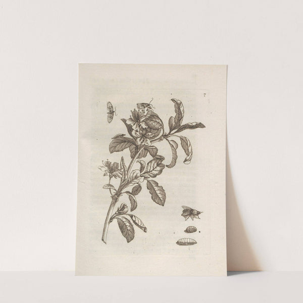 Der Raupen wunderbare Verwandelung und sonderbare Blumen-Nahrung Pl.008 (1679-1683) by Maria Sibylla Merian