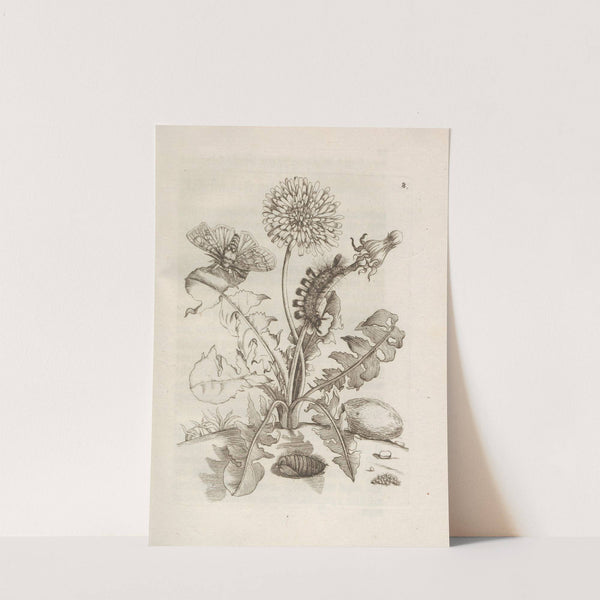 Der Raupen wunderbare Verwandelung und sonderbare Blumen-Nahrung Pl.009 (1679-1683) by Maria Sibylla Merian