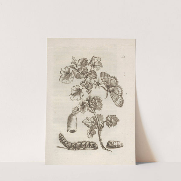 Der Raupen wunderbare Verwandelung und sonderbare Blumen-Nahrung Pl.011 (1679-1683) by Maria Sibylla Merian