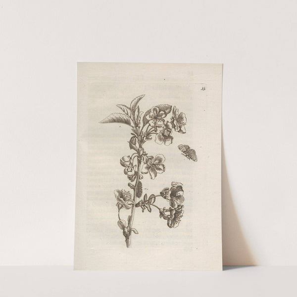 Der Raupen wunderbare Verwandelung und sonderbare Blumen-Nahrung Pl.012 (1679-1683) by Maria Sibylla Merian