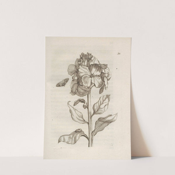 Der Raupen wunderbare Verwandelung und sonderbare Blumen-Nahrung Pl.013 (1679-1683) by Maria Sibylla Merian