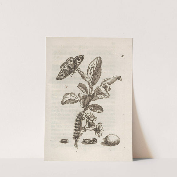 Der Raupen wunderbare Verwandelung und sonderbare Blumen-Nahrung Pl.014 (1679-1683) by Maria Sibylla Merian