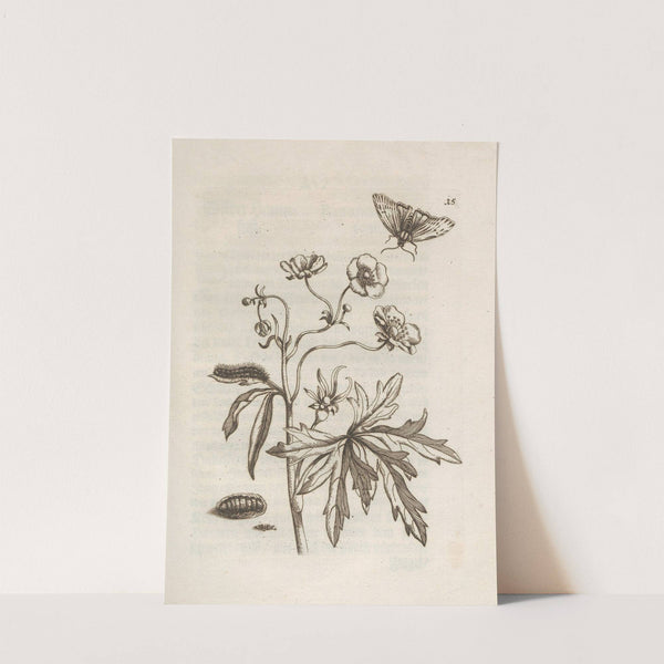 Der Raupen wunderbare Verwandelung und sonderbare Blumen-Nahrung Pl.016 (1679-1683) by Maria Sibylla Merian