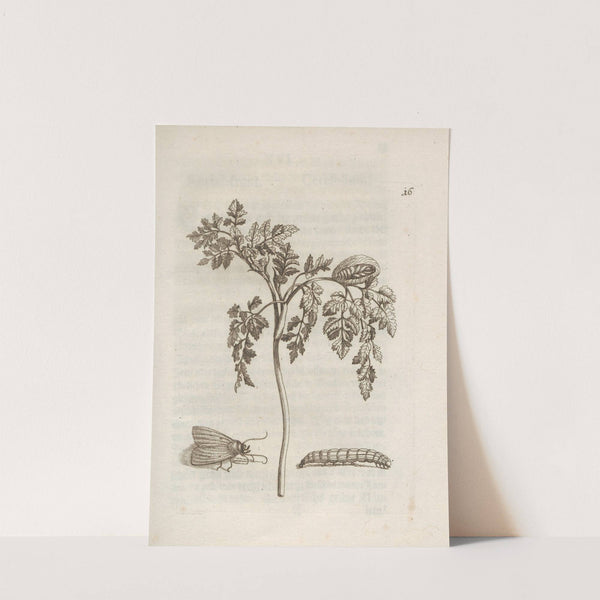 Der Raupen wunderbare Verwandelung und sonderbare Blumen-Nahrung Pl.017 (1679-1683) by Maria Sibylla Merian