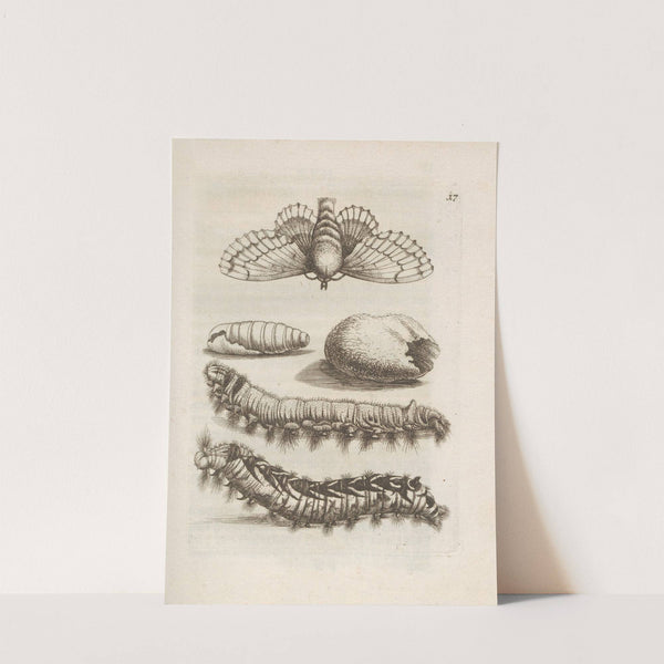 Der Raupen wunderbare Verwandelung und sonderbare Blumen-Nahrung Pl.018 (1679-1683) by Maria Sibylla Merian