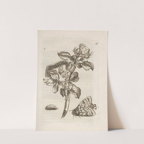 Der Raupen wunderbare Verwandelung und sonderbare Blumen-Nahrung Pl.019 (1679-1683) by Maria Sibylla Merian
