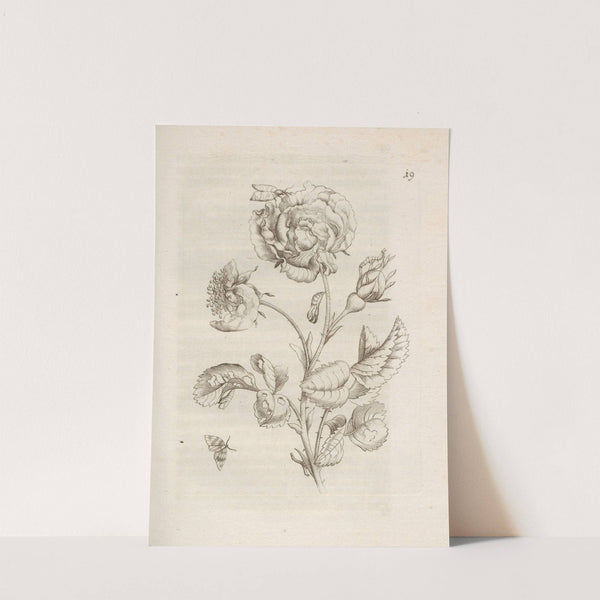 Der Raupen wunderbare Verwandelung und sonderbare Blumen-Nahrung Pl.020 (1679-1683) by Maria Sibylla Merian