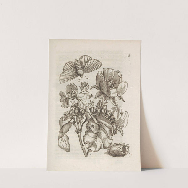 Der Raupen wunderbare Verwandelung und sonderbare Blumen-Nahrung Pl.022 (1679-1683) by Maria Sibylla Merian