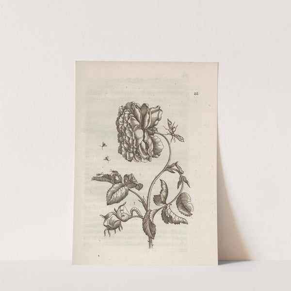 Der Raupen wunderbare Verwandelung und sonderbare Blumen-Nahrung Pl.023 (1679-1683) by Maria Sibylla Merian