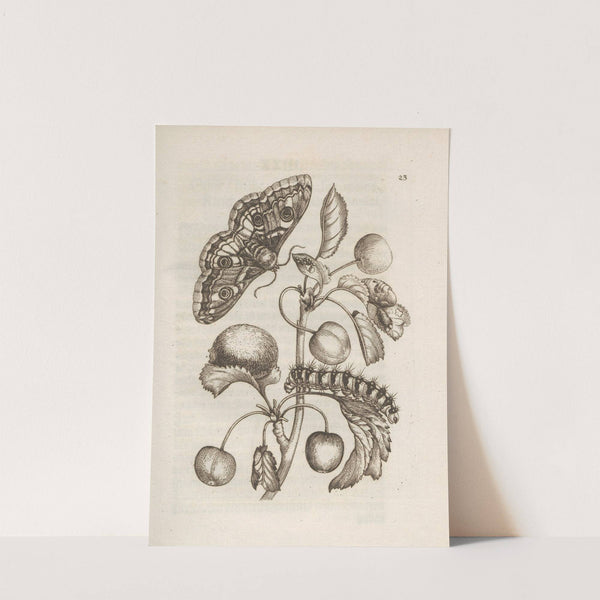 Der Raupen wunderbare Verwandelung und sonderbare Blumen-Nahrung Pl.024 (1679-1683) by Maria Sibylla Merian