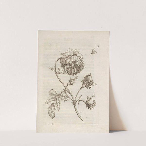 Der Raupen wunderbare Verwandelung und sonderbare Blumen-Nahrung Pl.025 (1679-1683) by Maria Sibylla Merian