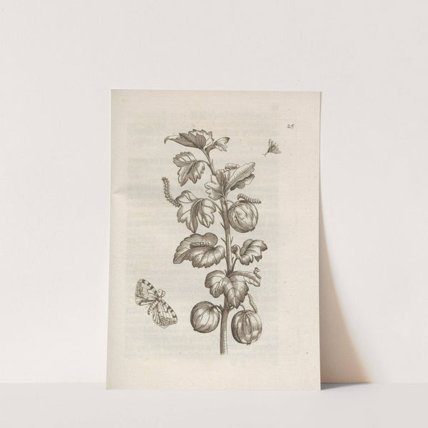 Der Raupen wunderbare Verwandelung und sonderbare Blumen-Nahrung Pl.026 (1679-1683) by Maria Sibylla Merian