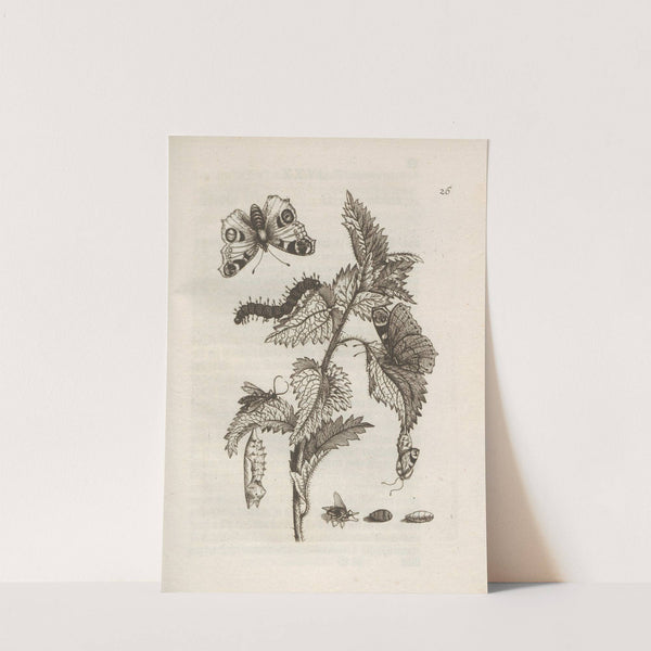 Der Raupen wunderbare Verwandelung und sonderbare Blumen-Nahrung Pl.027 (1679-1683) by Maria Sibylla Merian