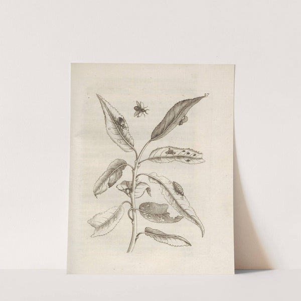 Der Raupen wunderbare Verwandelung und sonderbare Blumen-Nahrung Pl.028 (1679-1683) by Maria Sibylla Merian