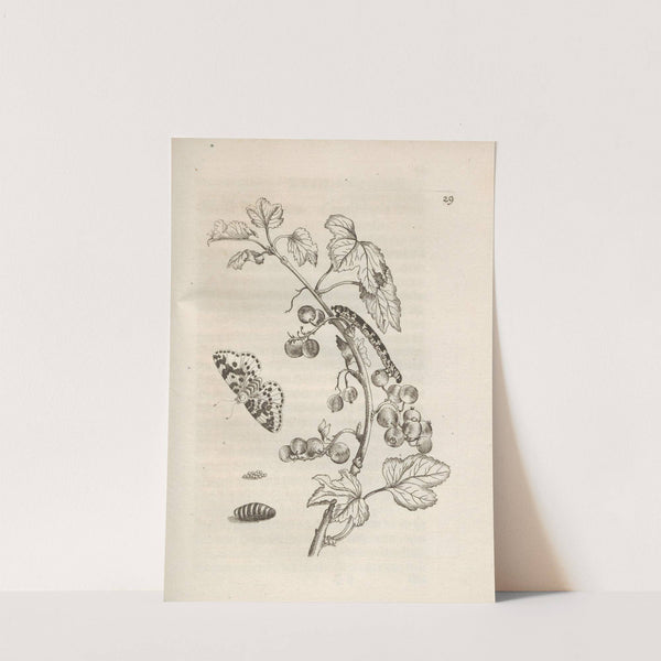 Der Raupen wunderbare Verwandelung und sonderbare Blumen-Nahrung Pl.030 (1679-1683) by Maria Sibylla Merian