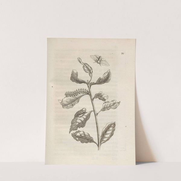 Der Raupen wunderbare Verwandelung und sonderbare Blumen-Nahrung Pl.031 (1679-1683) by Maria Sibylla Merian