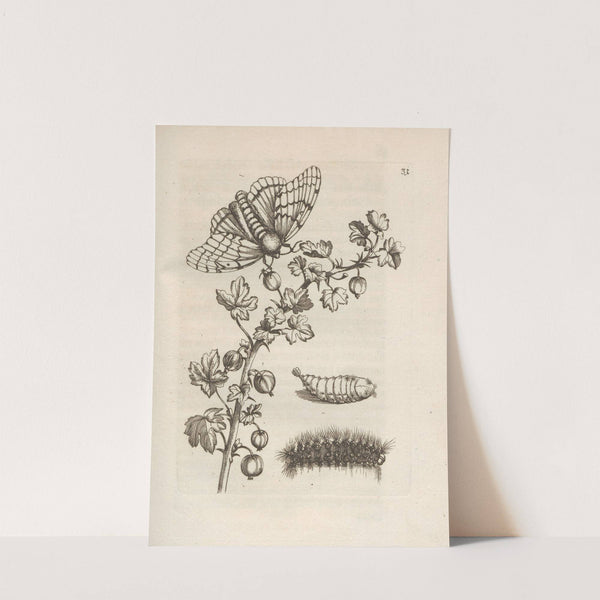 Der Raupen wunderbare Verwandelung und sonderbare Blumen-Nahrung Pl.032 (1679-1683) by Maria Sibylla Merian