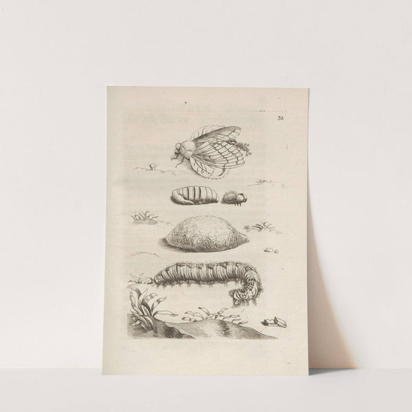 Der Raupen wunderbare Verwandelung und sonderbare Blumen-Nahrung Pl.033 (1679-1683) by Maria Sibylla Merian