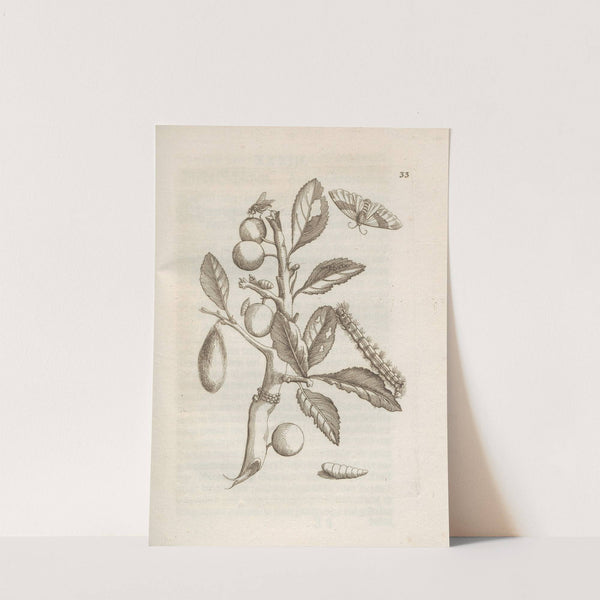 Der Raupen wunderbare Verwandelung und sonderbare Blumen-Nahrung Pl.034 (1679-1683) by Maria Sibylla Merian