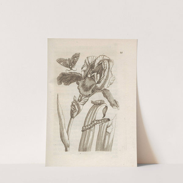 Der Raupen wunderbare Verwandelung und sonderbare Blumen-Nahrung Pl.036 (1679-1683) by Maria Sibylla Merian