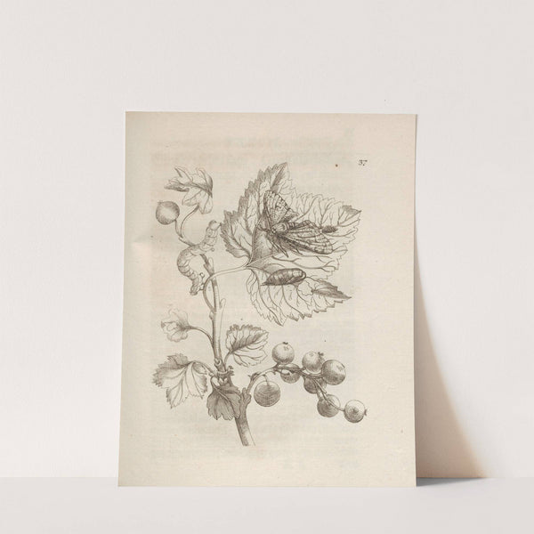 Der Raupen wunderbare Verwandelung und sonderbare Blumen-Nahrung Pl.038 (1679-1683) by Maria Sibylla Merian