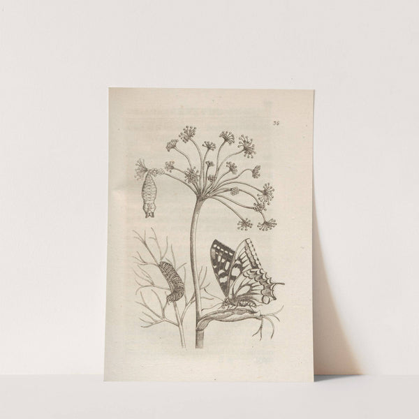 Der Raupen wunderbare Verwandelung und sonderbare Blumen-Nahrung Pl.039 (1679-1683) by Maria Sibylla Merian