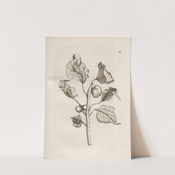 Der Raupen wunderbare Verwandelung und sonderbare Blumen-Nahrung Pl.043 (1679-1683) by Maria Sibylla Merian