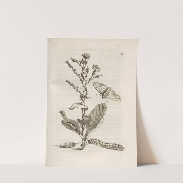 Der Raupen wunderbare Verwandelung und sonderbare Blumen-Nahrung Pl.044 (1679-1683) by Maria Sibylla Merian