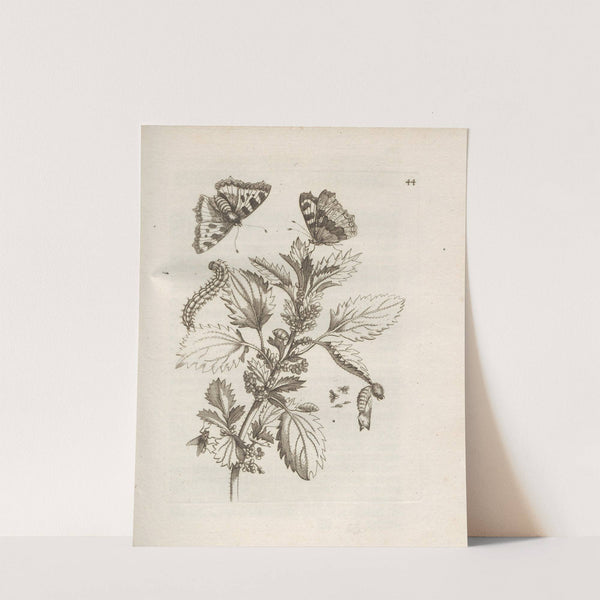 Der Raupen wunderbare Verwandelung und sonderbare Blumen-Nahrung Pl.045 (1679-1683) by Maria Sibylla Merian