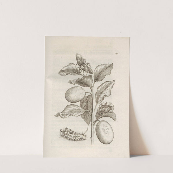 Der Raupen wunderbare Verwandelung und sonderbare Blumen-Nahrung Pl.048 (1679-1683) by Maria Sibylla Merian