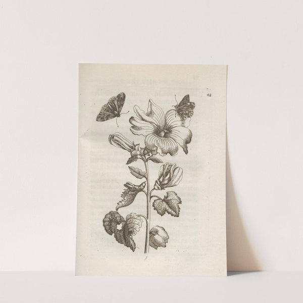 Der Raupen wunderbare Verwandelung und sonderbare Blumen-Nahrung Pl.049 (1679-1683) by Maria Sibylla Merian