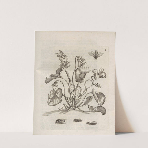 Der Raupen wunderbare Verwandelung und sonderbare Blumen-Nahrung Pl.052 (1679-1683) by Maria Sibylla Merian