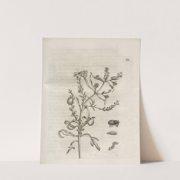 Der Raupen wunderbare Verwandelung und sonderbare Blumen-Nahrung Pl.054 (1679-1683) by Maria Sibylla Merian