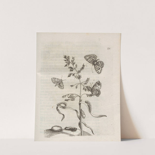 Der Raupen wunderbare Verwandelung und sonderbare Blumen-Nahrung Pl.055 (1679-1683) by Maria Sibylla Merian