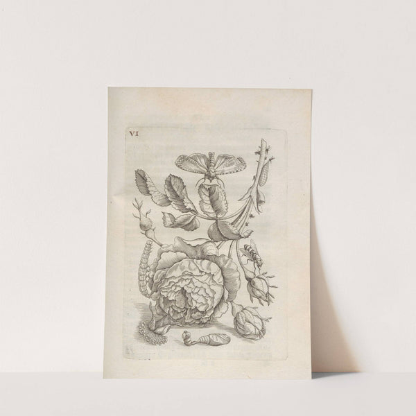 Der Raupen wunderbare Verwandelung und sonderbare Blumen-Nahrung Pl.057 (1679-1683) by Maria Sibylla Merian